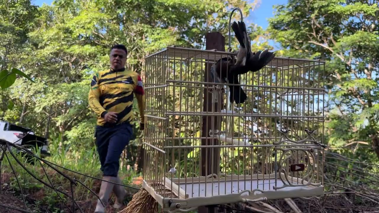 CURIO DE PRESA(EL PODEROSO) PROPRIETÁRIO PIPIZINHO DE MARABÁ NO PARÁ 