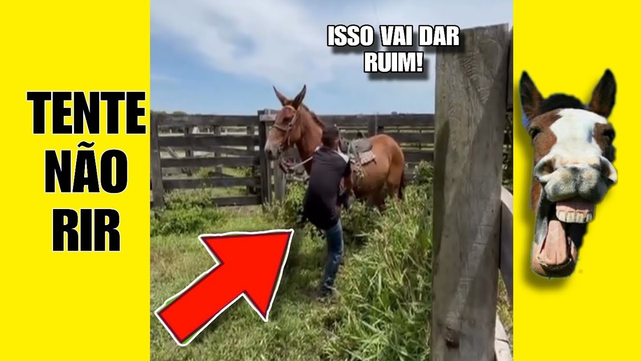 VÍDEOS ENGRAÇADOS 33: TENTE NÃO RIR #videosengracados #humor #comedia #memes #tiktok #comedia #zap 
