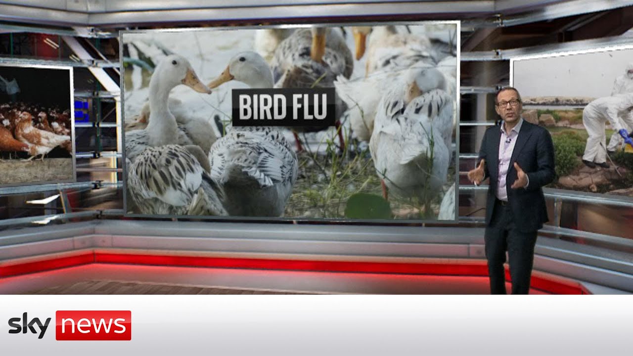 Analysis: How worried should we be about bird flu?
