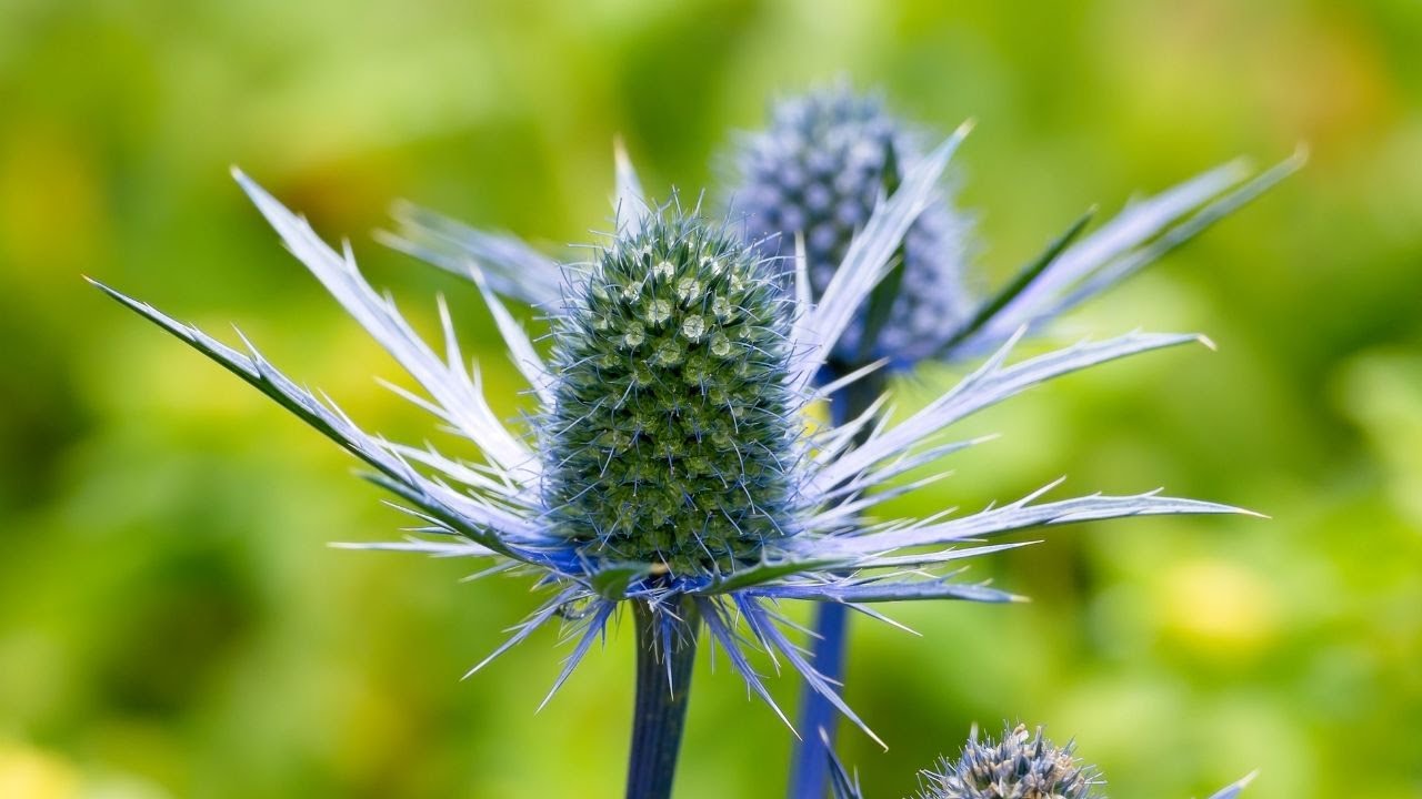 Выращивание Eryngium Blue Sea Holly с голыми корнями
