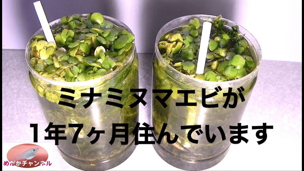 自給自足で1年7ヶ月のミナミヌマエビ達