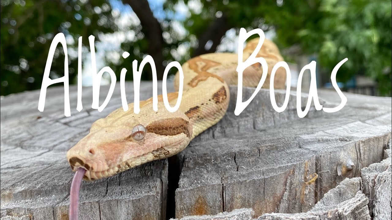 The Many Kinds of Albino Boas