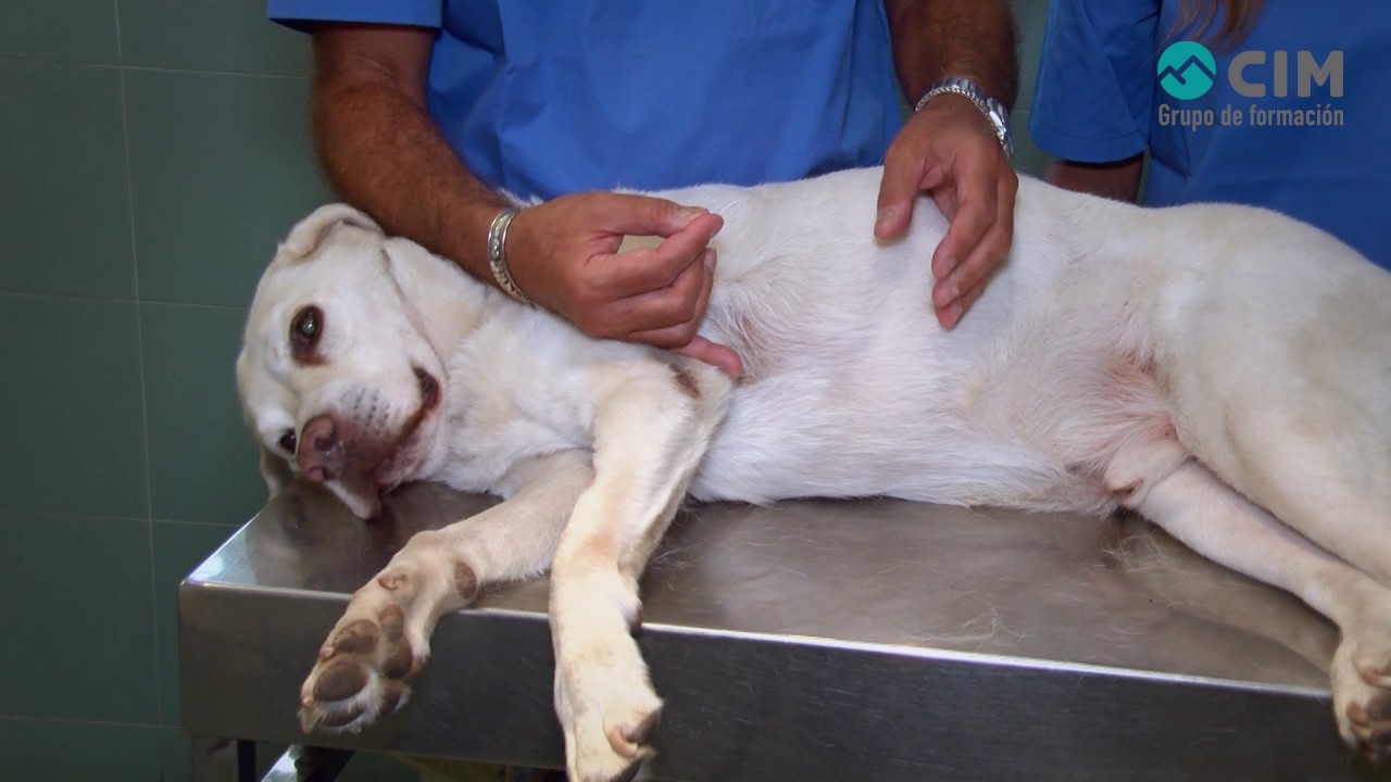 Toma de muestras dermatológicas  raspados