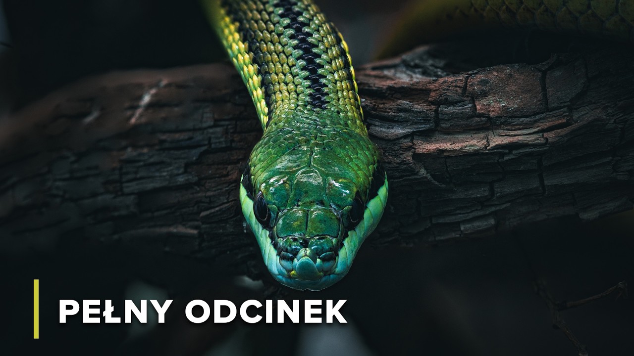 Australijski las: Niewidzialni i zabójczy drapieżnicy | Niebezpieczni Australijczycy 101