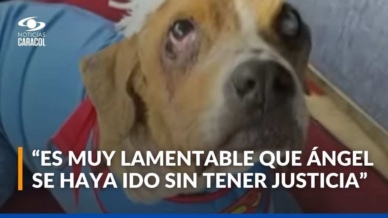 Murió Ángel, el perrito que inspiro el proyecto de ley contra el maltrato animal