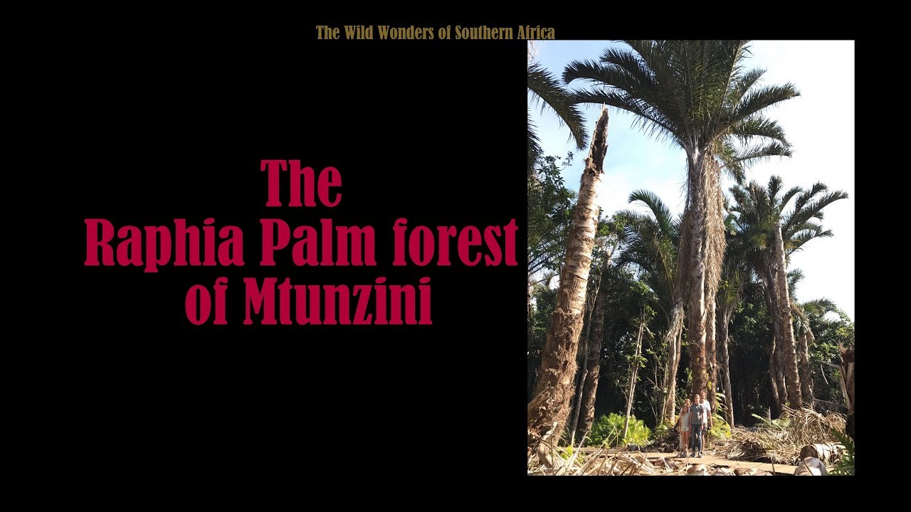 The Raphia Palm Tree - Largest leaf in the world
