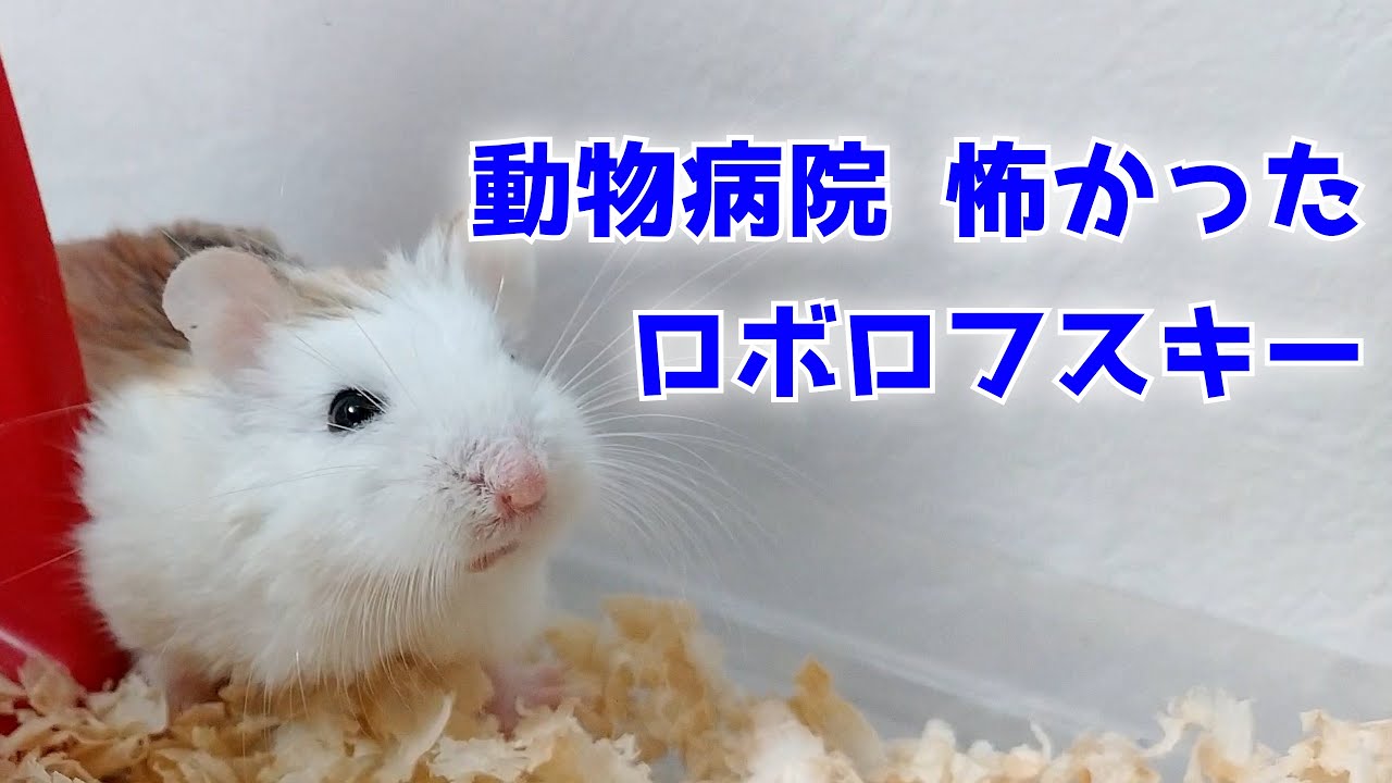動物病院で歯切り後 不正咬合ロボロフスキーハムスター   My pet Roborowski hamster had his teeth treated at a veterinary clinic.