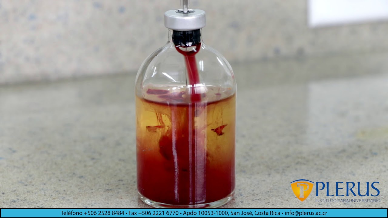 Video 20   Micro II 3   Hemocultivo