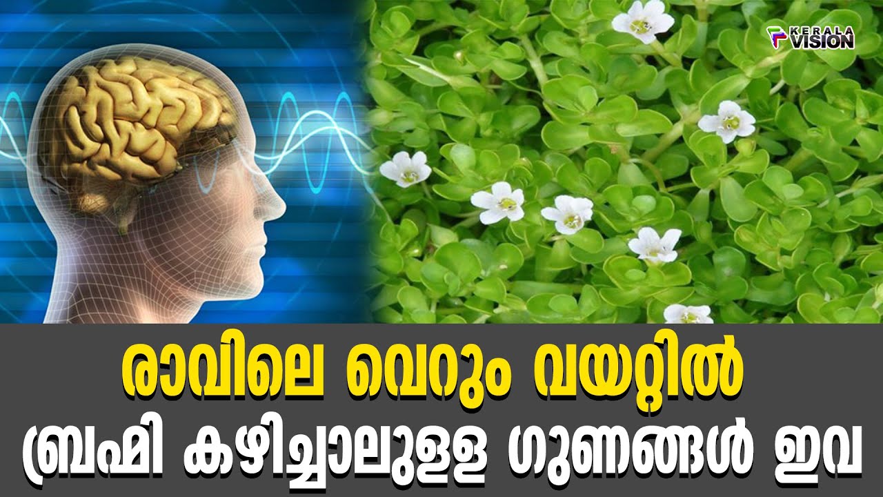രാവിലെ വെറും വയറ്റിൽ ബ്രഹ്‌മി കഴിച്ചാലുളള ​ഗുണങ്ങൾ ഇവ || Health Tips
