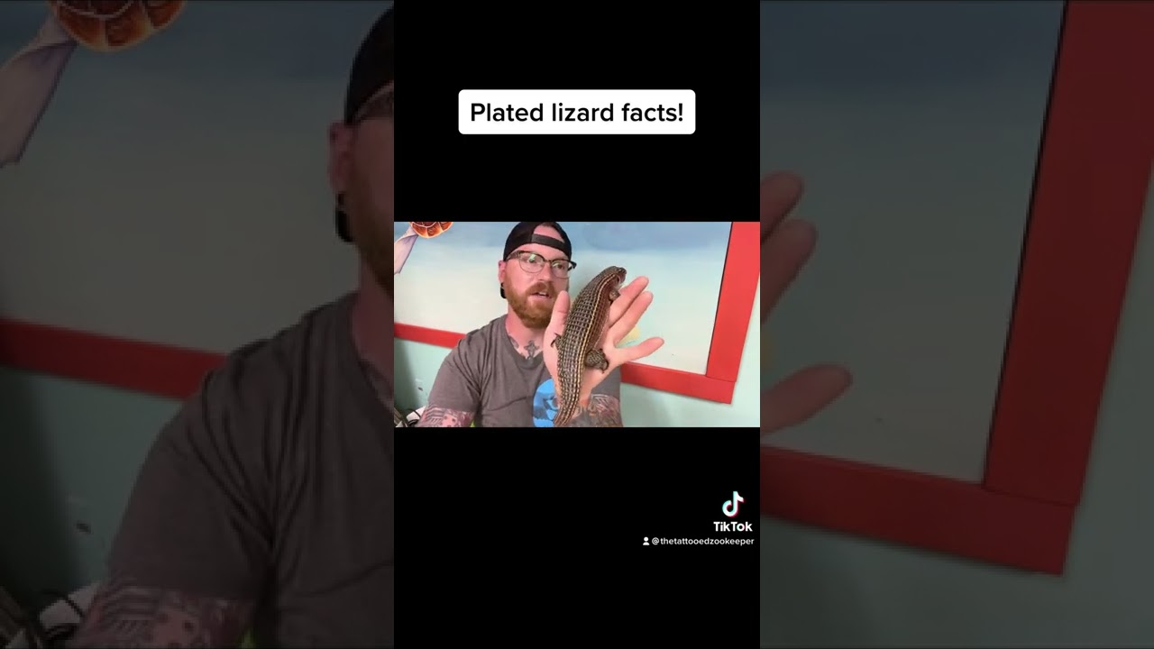 Animal Facts - Plated Lizard