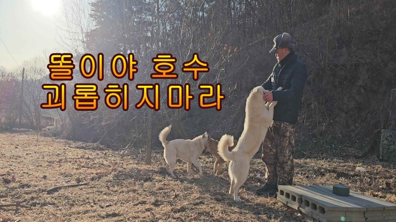 혈기 왕성한 똘이의 짖굿은 장난에 진땀 빼는 호수