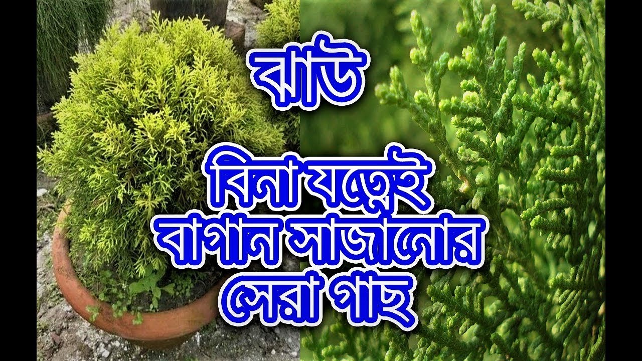 বিনা যত্নে খুব সহজেই বাগান সাজান ঝাউ(Jhau) গাছ দিয়ে/ How to grow jhau/thuja/ christmas tree