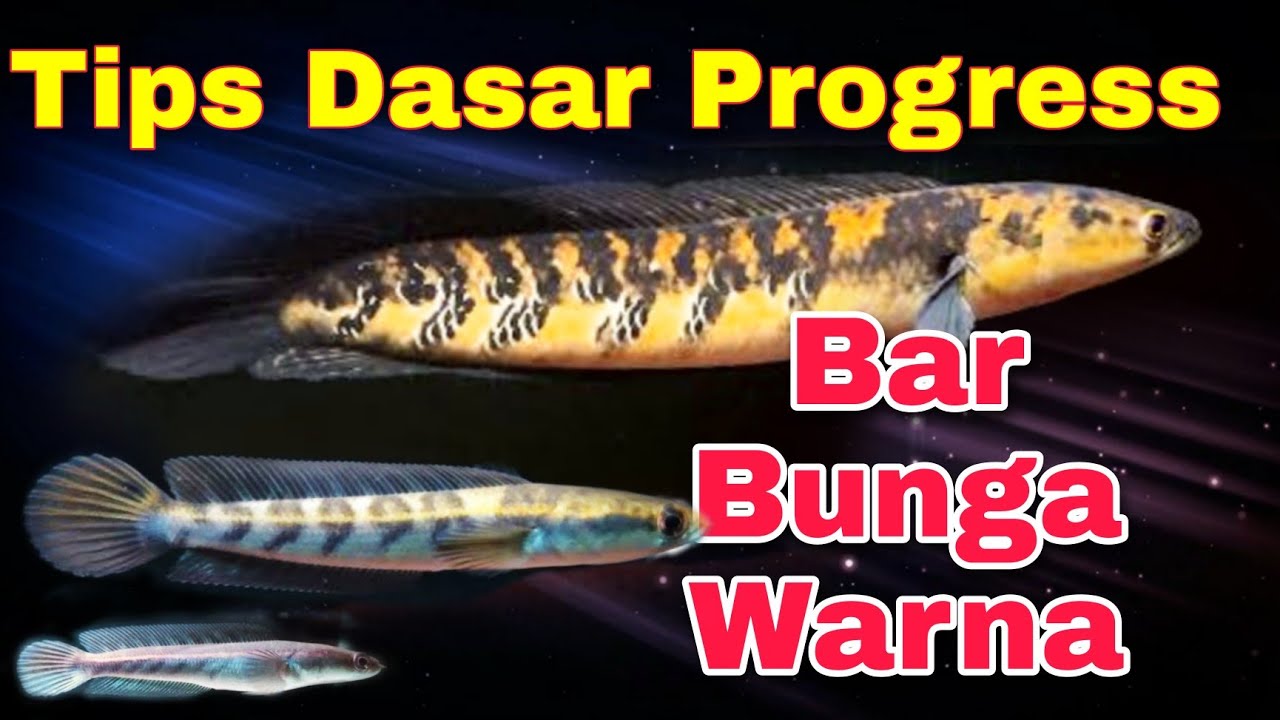 5 Langkah Treatment Channa Maru dari Baby Maru Hingga Maru Dewasa