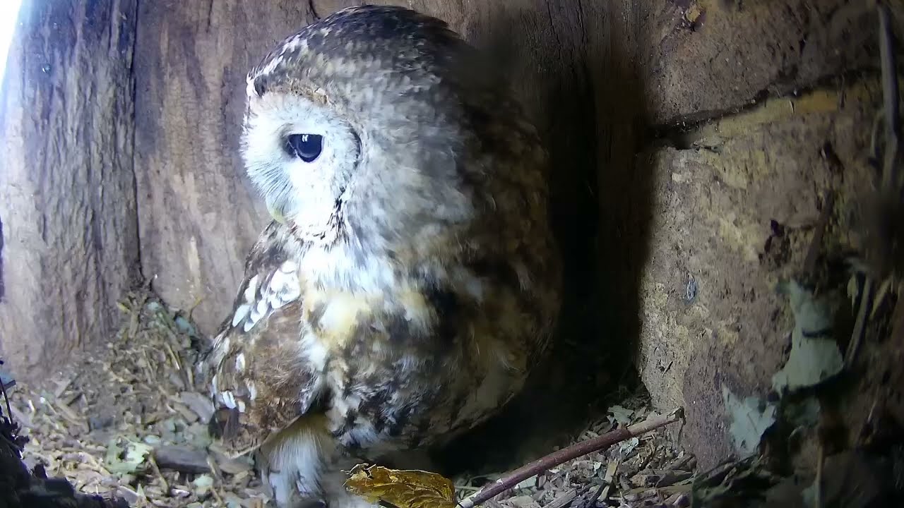 Will we see our first tawny egg soon?