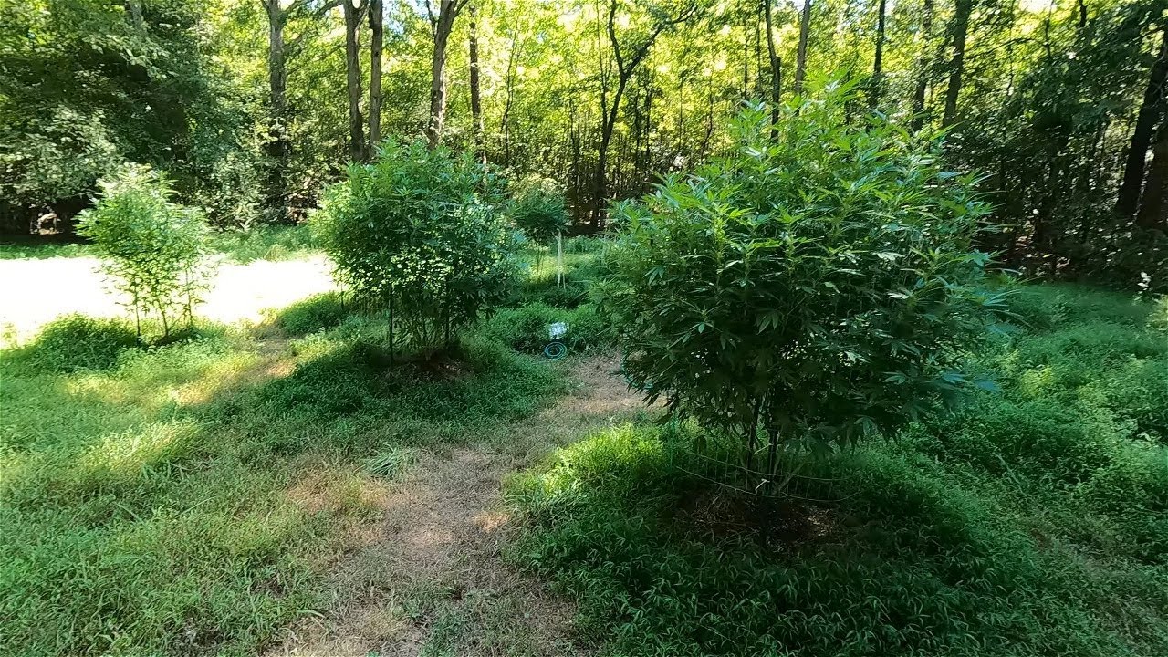 2023 Outdoor Cannabis grow site 1 Sept 2nd update! Buds are stacking and getting frosty