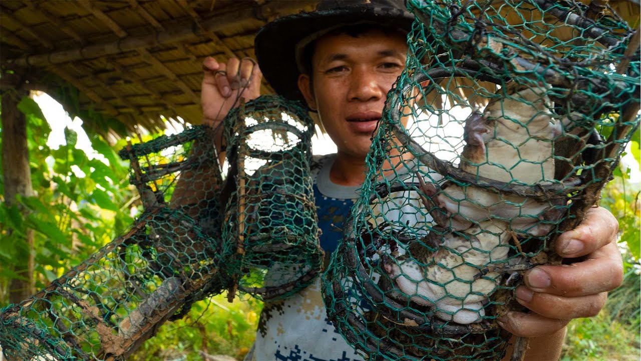 Frog Trap Skill | Create Metal Net Trap For Catch Night Frog After Raining.