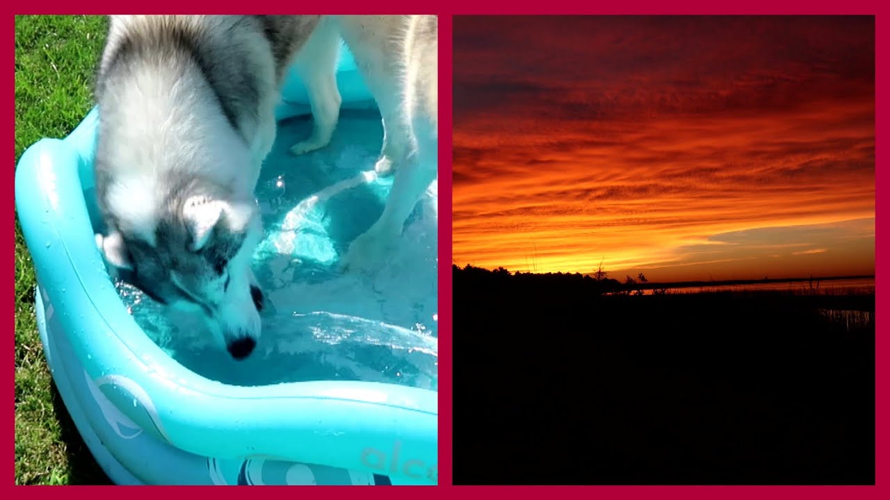 DOG UNDERWATER and EPIC SUNSET