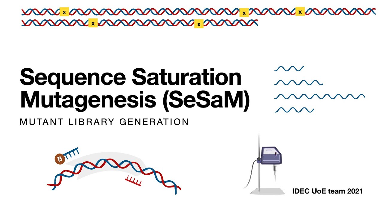 Sequence Saturation Mutagenesis (SeSaM) animation