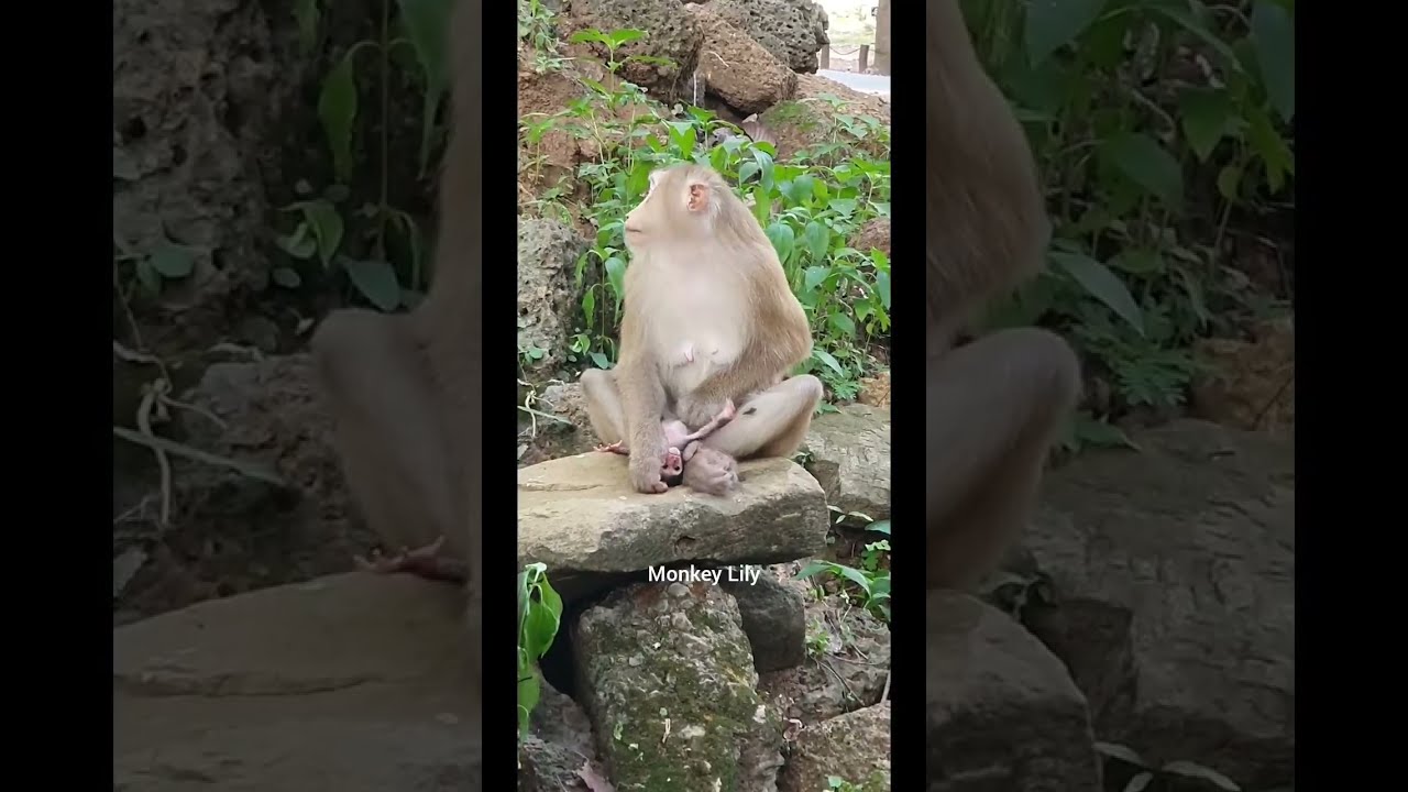OMG MG Rainbow try her best comfort and take care little baby monkey, Monkey Lily is Live Now