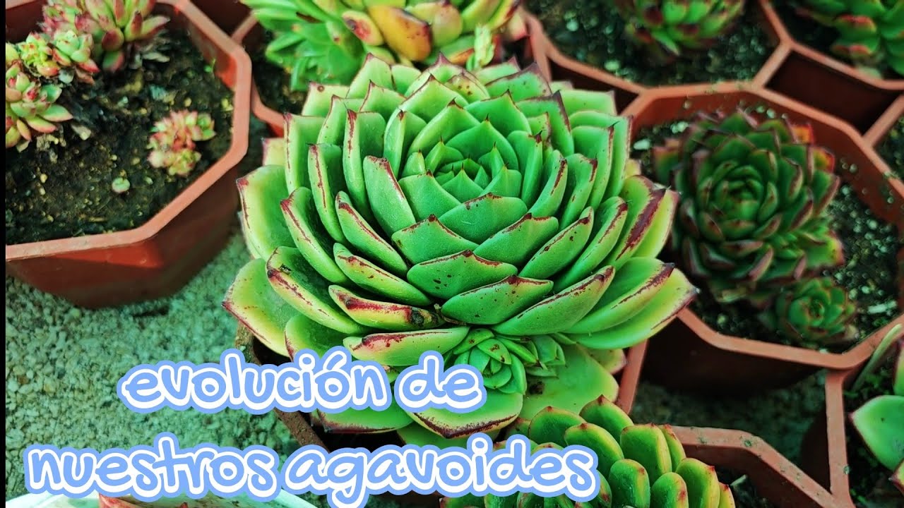 Evolución de nuestros agavoides/trabajos de domingo
