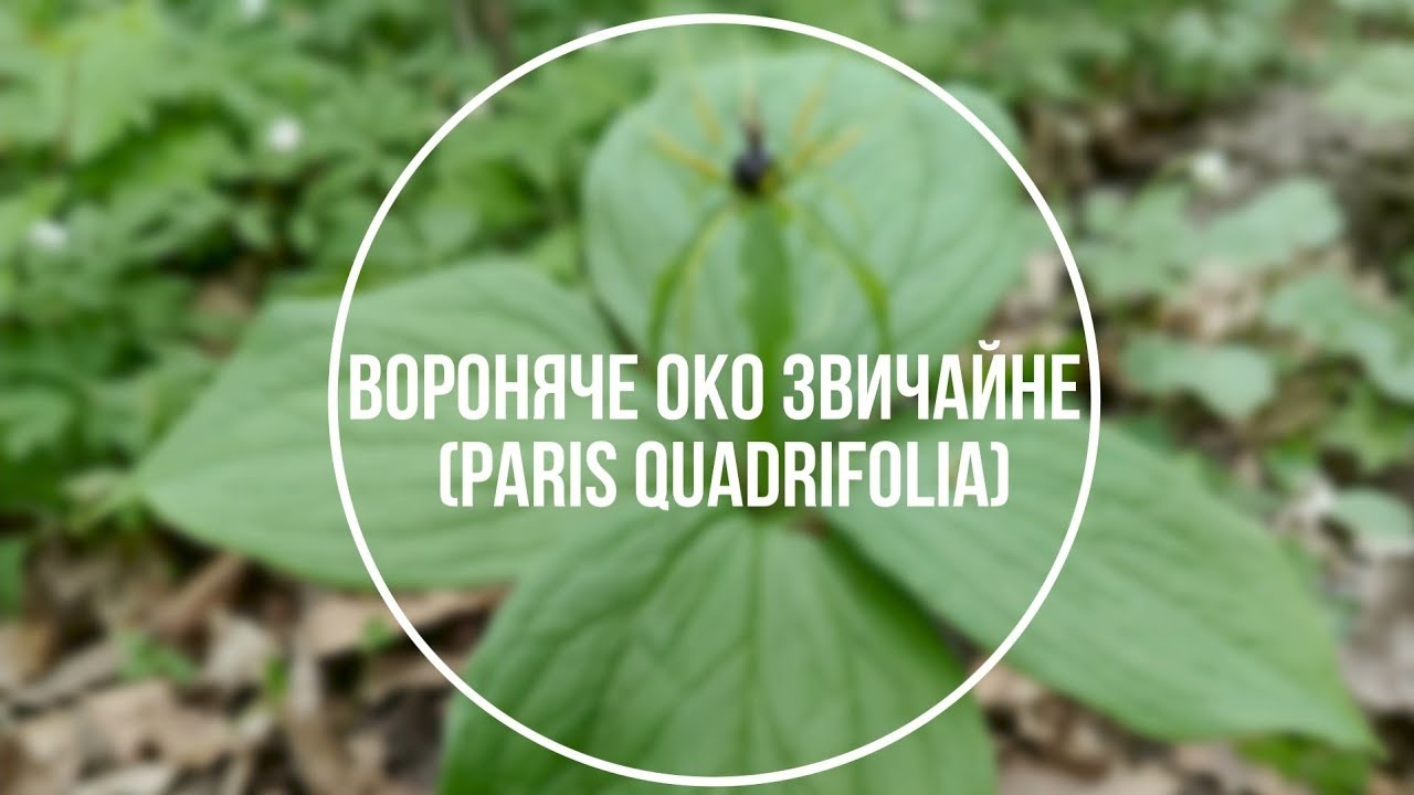 Вороняче око звичайне - (лат. Paris quadrifolia)