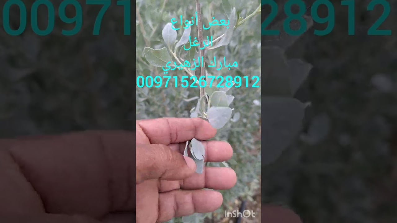 بعض أنواع الرغل وأفضلها