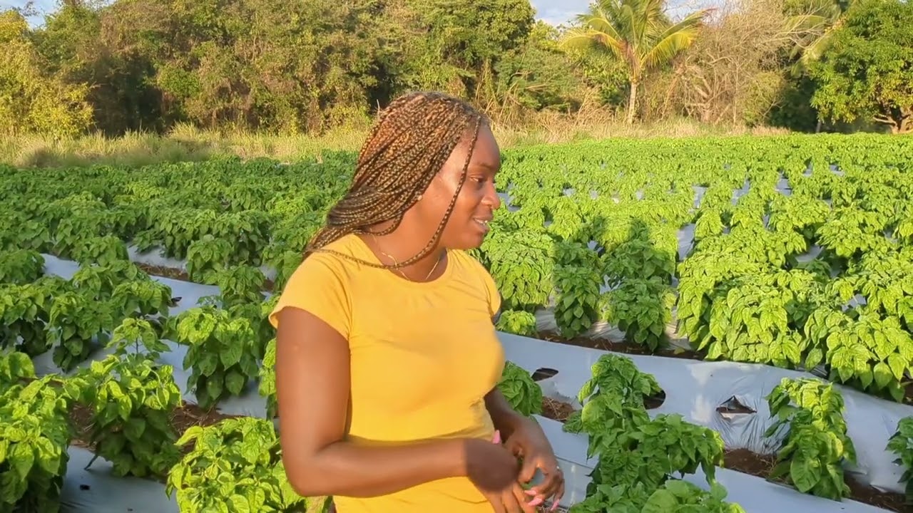 Lessons learnt while farming scotch bonnet peppers in Jamaica.