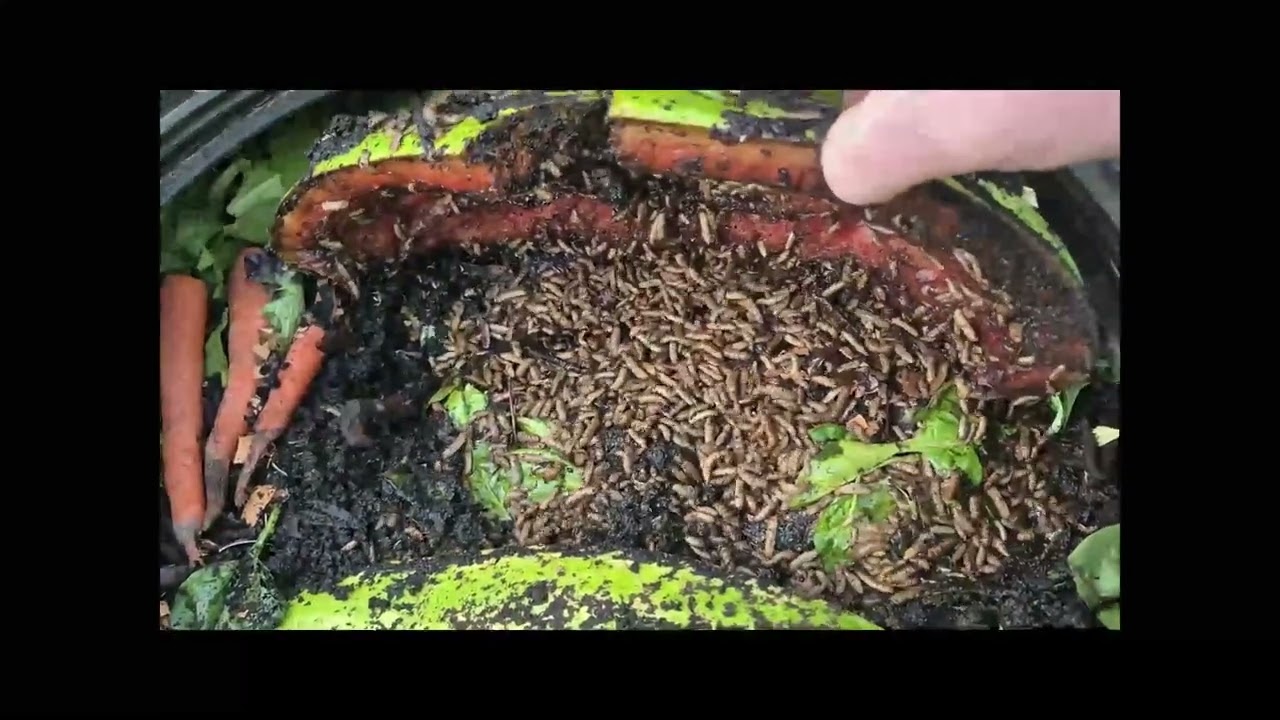 Back To Eden {BSF} Black Soldier Flies