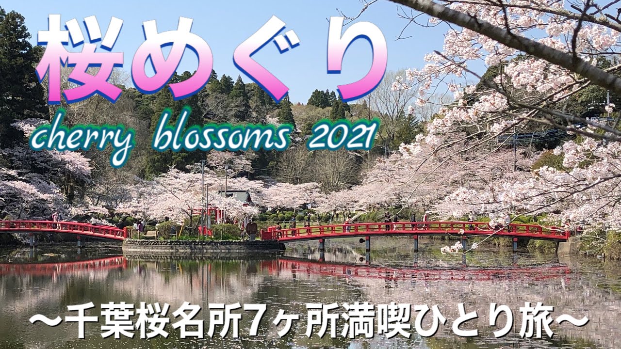 【千葉桜名所めぐり】桜を見逃した方もおうちでお花見気分を！