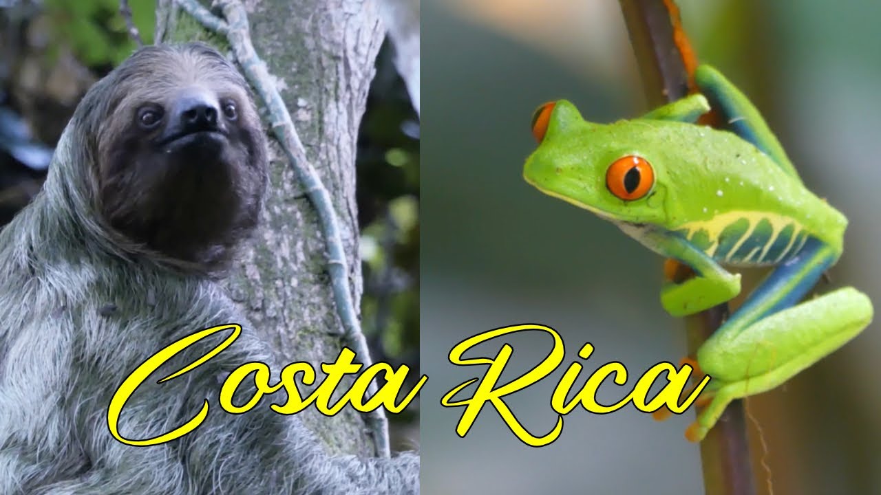 124 🇨🇷 La SOLUTION pour voir les animaux emblématiques I Costa Rica