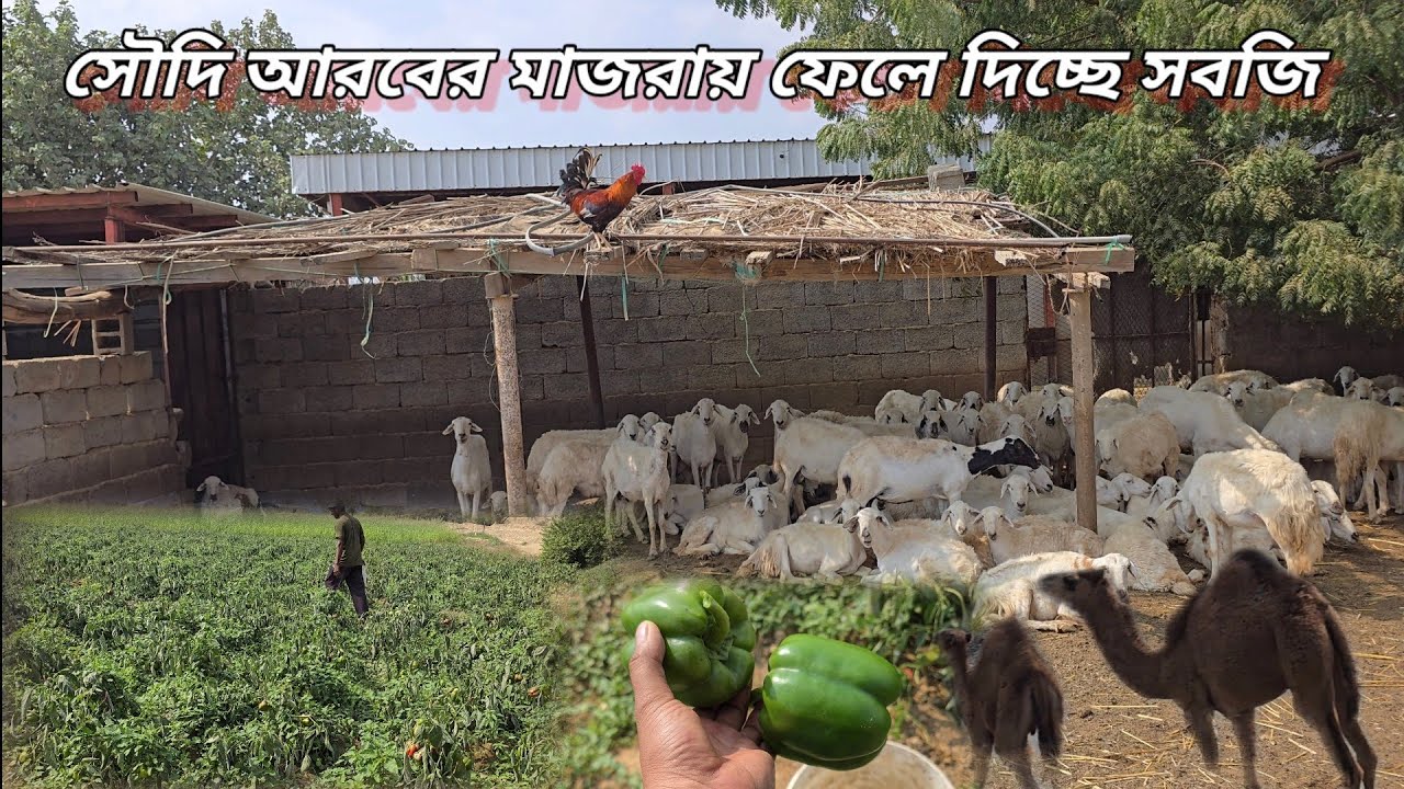 সৌদি আরবের মরুভূমিতে সবজি চাষ | সবজি চাষে কফিল পার্টনার সমস্যা শুরু হয়েছে সবজির দাম কমে যাওয়ায় |
