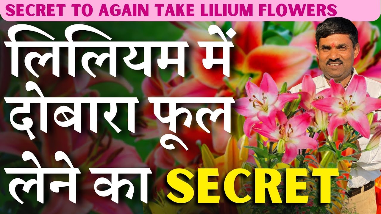 लिलियम के पुराने पौधे में दोबारा फूल लेने का सीक्रेट || How to take Lilium Flowers from Old Plant
