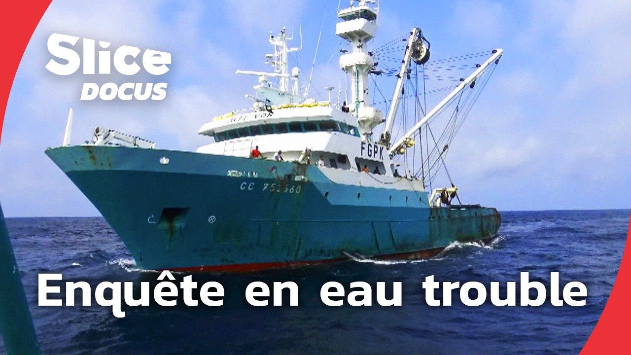 Label MSC : la pêche durable en question | SLICE Docus