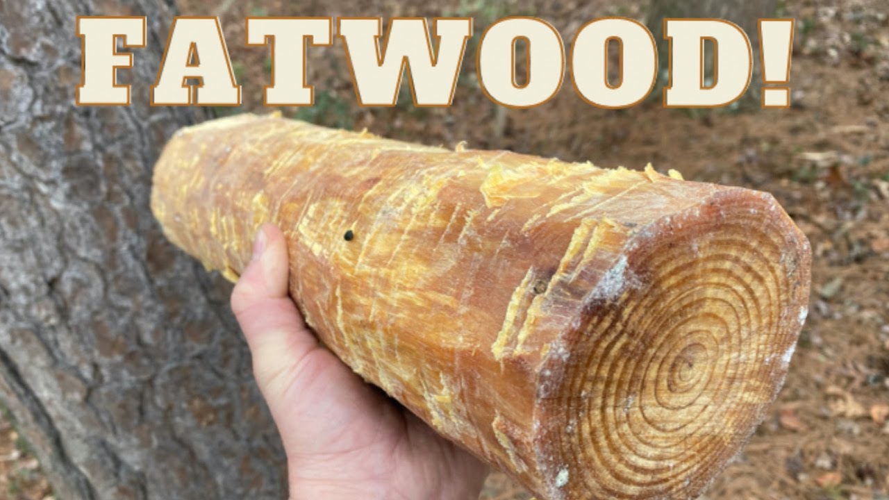 Fatwood for Beginners | How to Locate & Use it