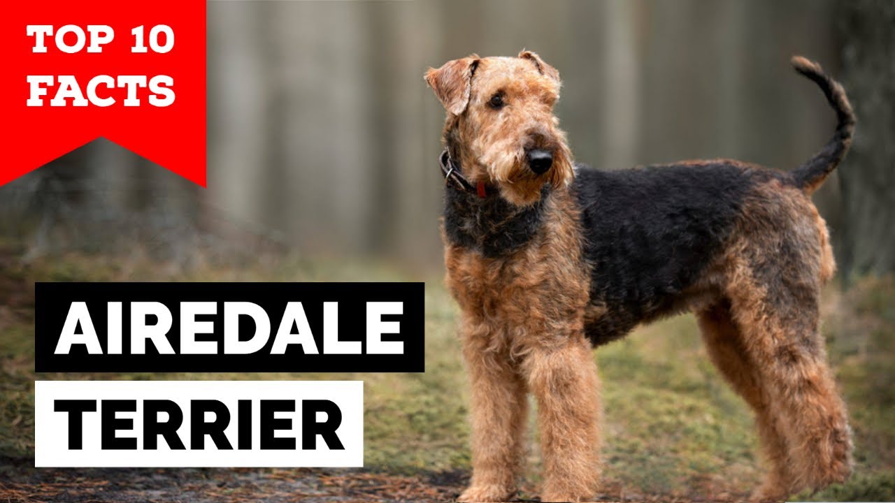 Airedale Terrier - Top 10 Facts