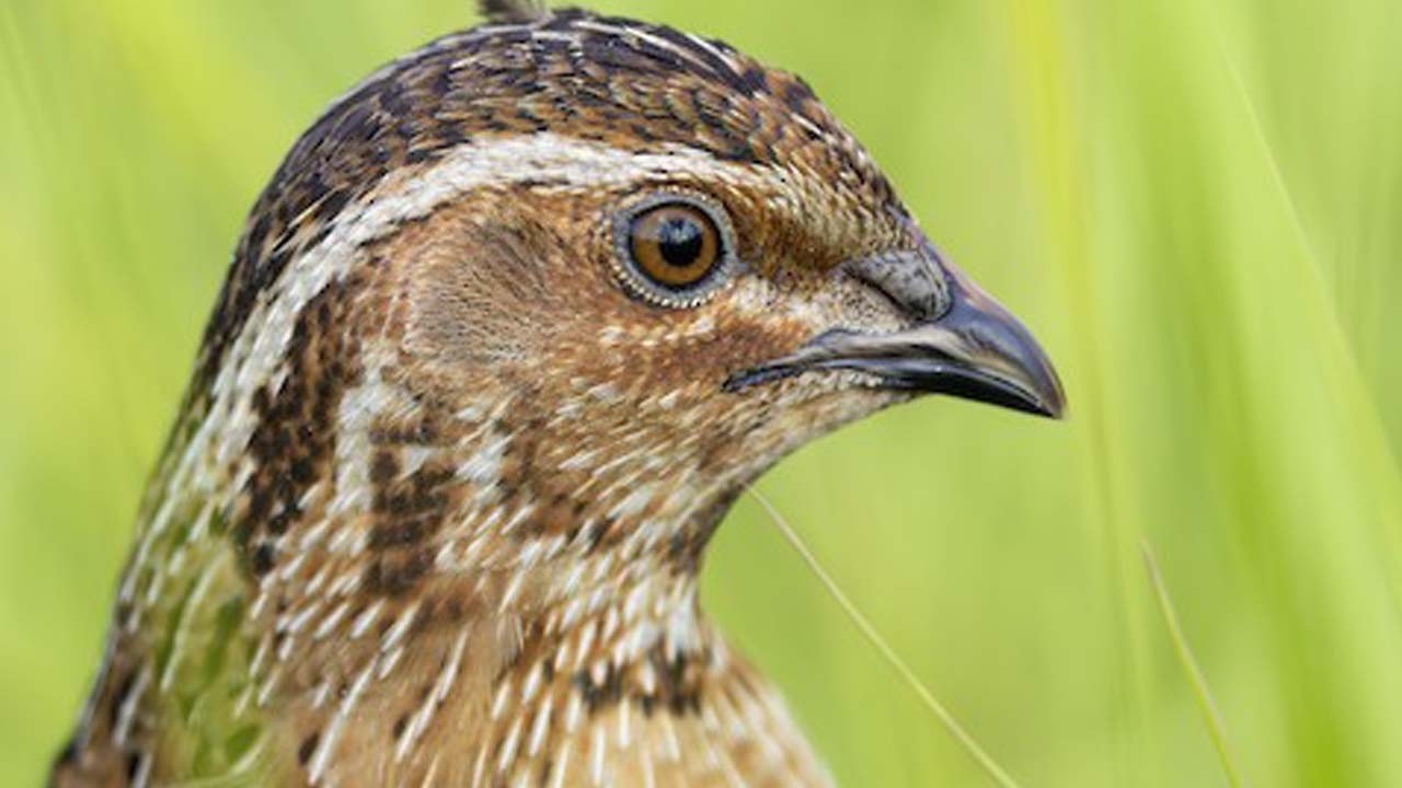 Common Quail Is A Sensitive Bird || ( Coturnix ) Quail Sound | Video 2