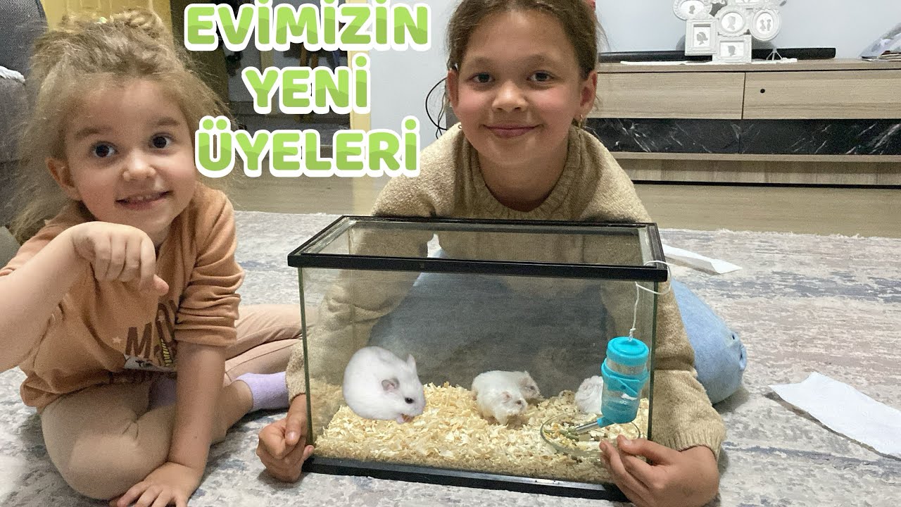 EVİMİZİN YENİ &Uuml;YELERİ ‼️ MİNAYA S&Uuml;RPRİZ HAMSTER ALDIK. BİRLİKTE İSİMLERİNİ KOYALIM