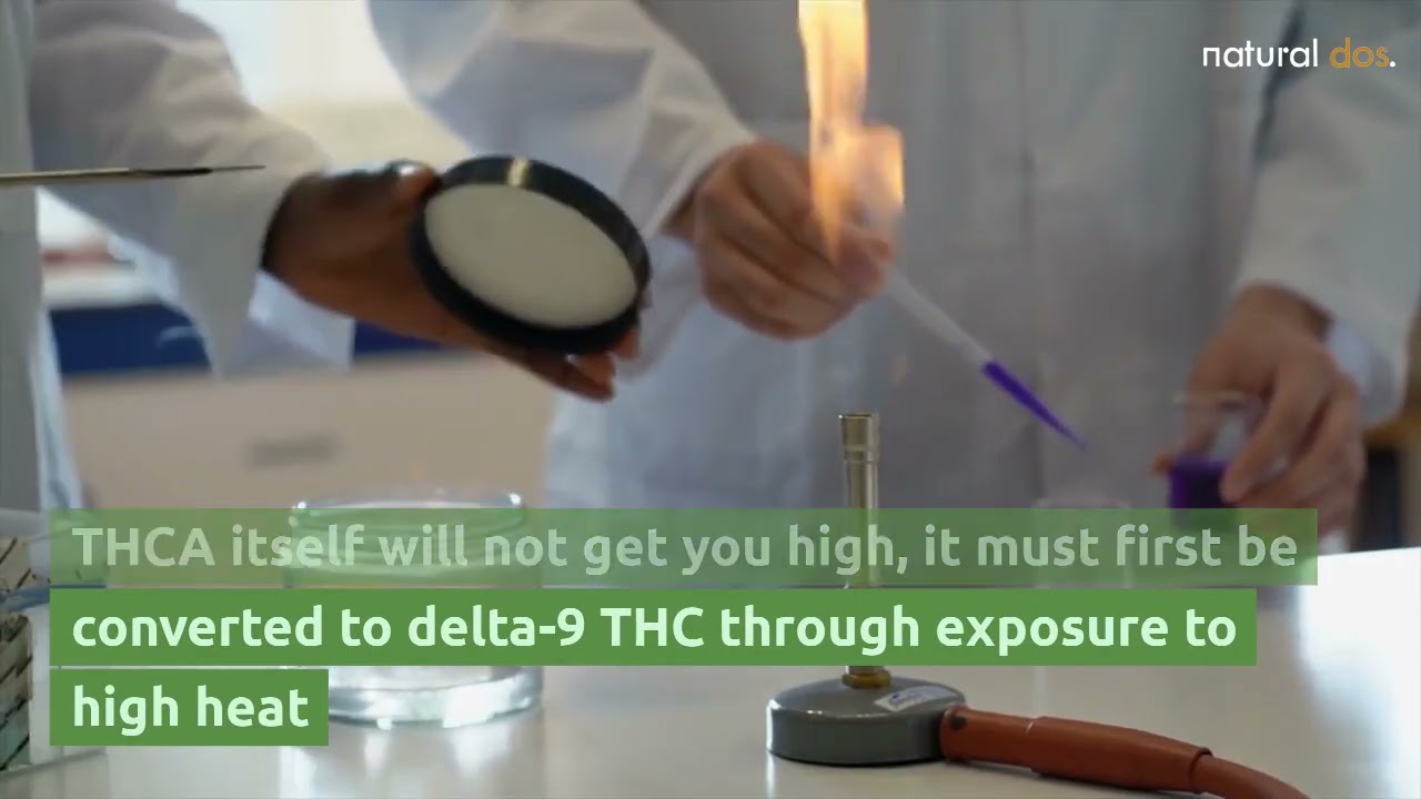 Does THCA get you high? Find out what you need to know about the new THCA craze