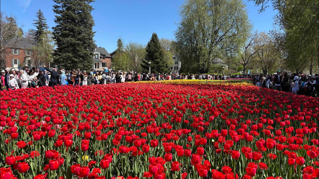 Ottawa Tulips 🌷 Festival 2025