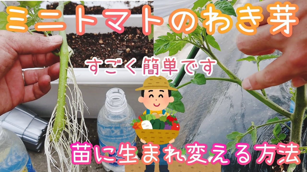 ミニトマトのわき芽/苗に生まれ変える方法/家庭菜園/2021年