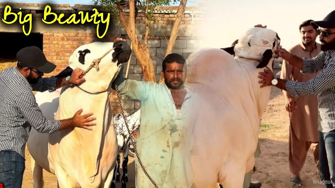 Ch Asgar cattle farm - Big Beauty Fatehjangi bulls 2025 - Cow Mandi 2025 - Qurbani 2025