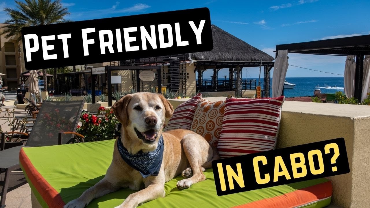 Pet Friendly Hotel In Cabo San Lucas (Casa Dorada)