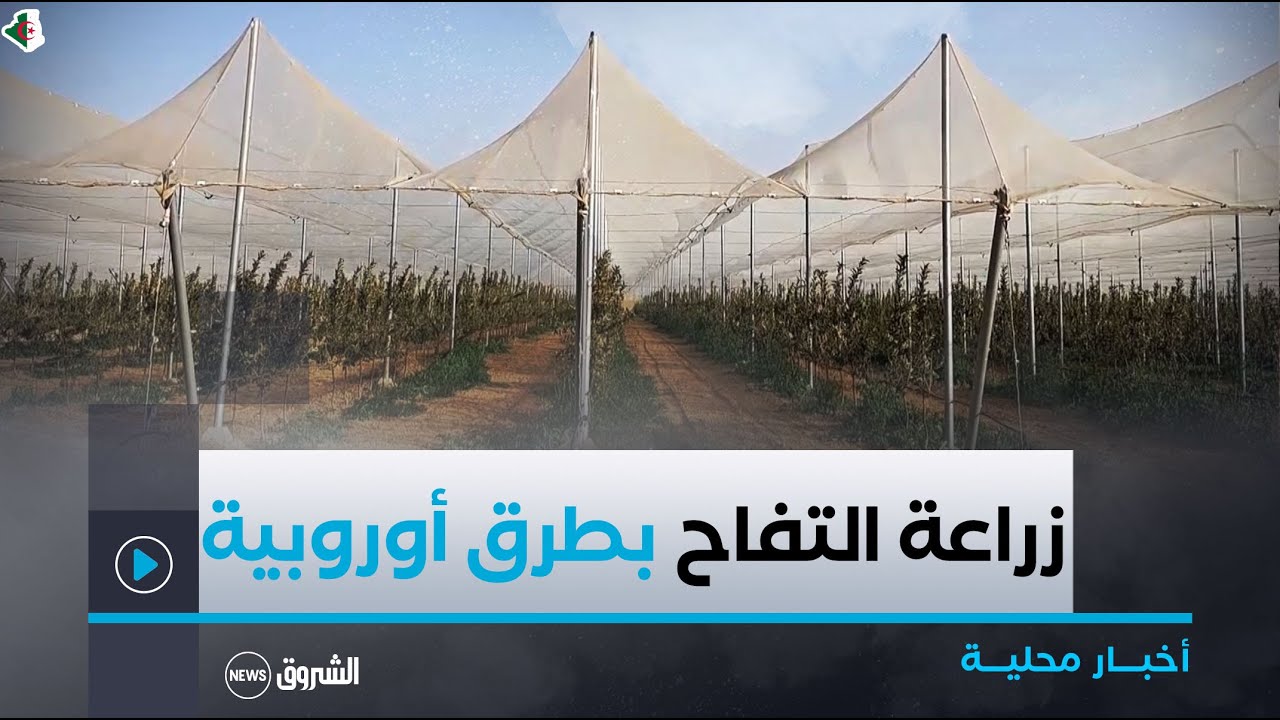 #تبسة| الانطلاق في #زراعة_التفاح  بطرق أوروبية حديثة بمنطقة الذكارة