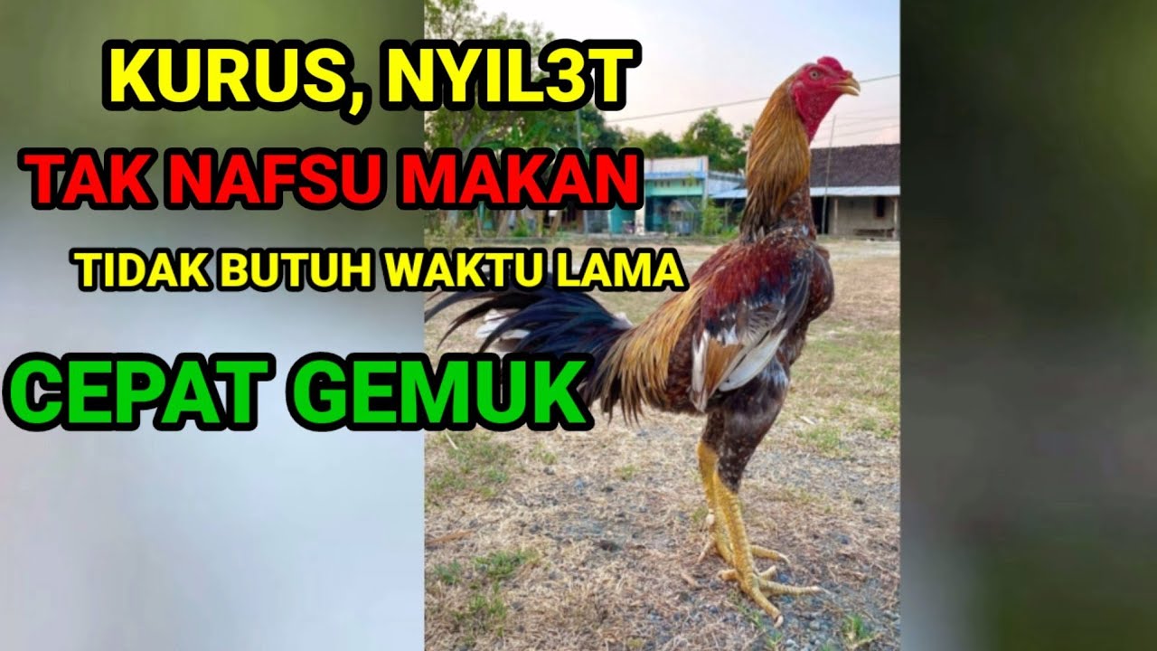 Cara membuat ayam kurus menjadi gemuk