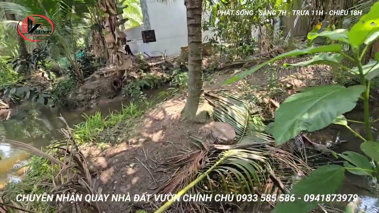 MS:25376 Chính chủ gởi mảng vườn dừa và chuối mít huê lợi - Giá 600 triệu /1000m2 khu đông dân cư.