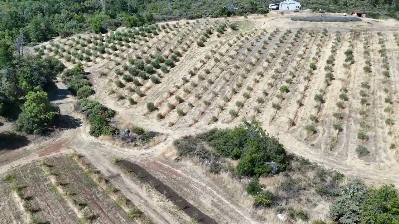 SunHawk Farms Olive Orchard to Labyrinth | Off-Grid Eco Lodge & Biodynamic Farm
