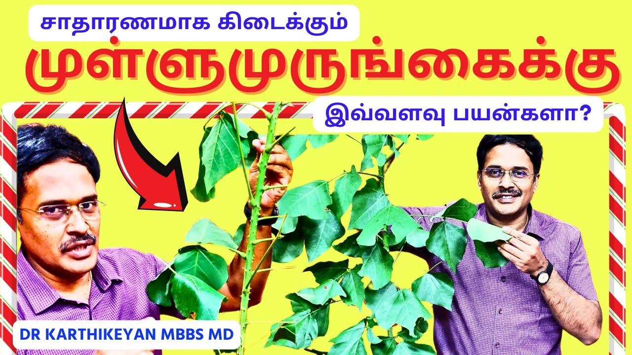 அருமையான முள்ளு முருங்கை தோசை | healthy food drumstick