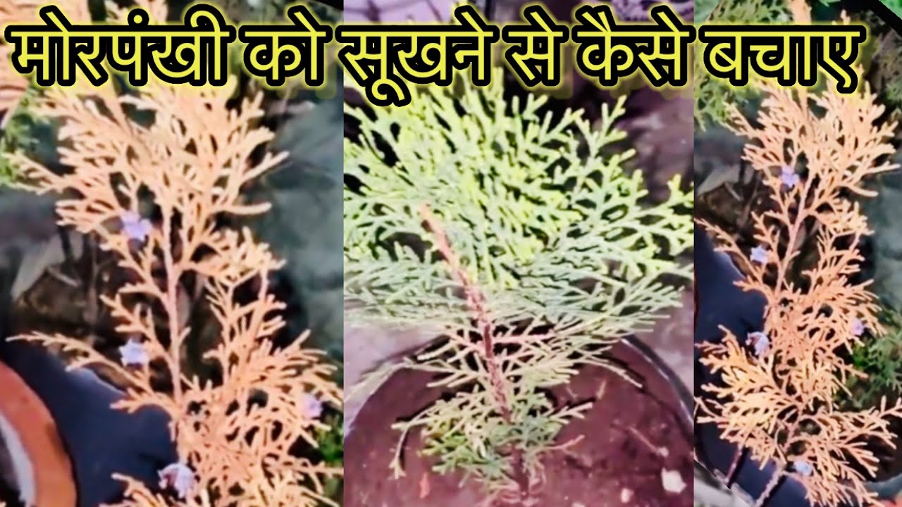 मोरपंखी का पौधा किन ग़लतियों से मरता और सूखता है,मोरपंखी के सूखने और मरने के कारण एवं उपाए#morpankhi