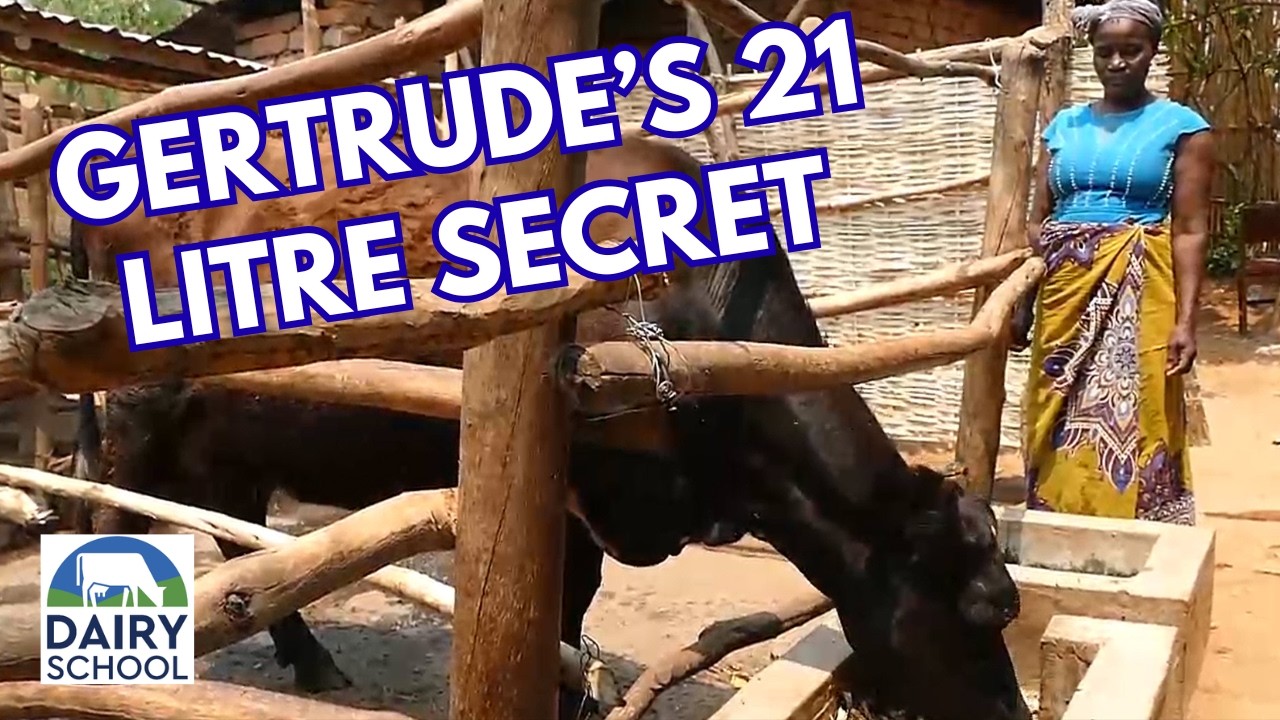 Dairy Farm Success Story from Malawi.