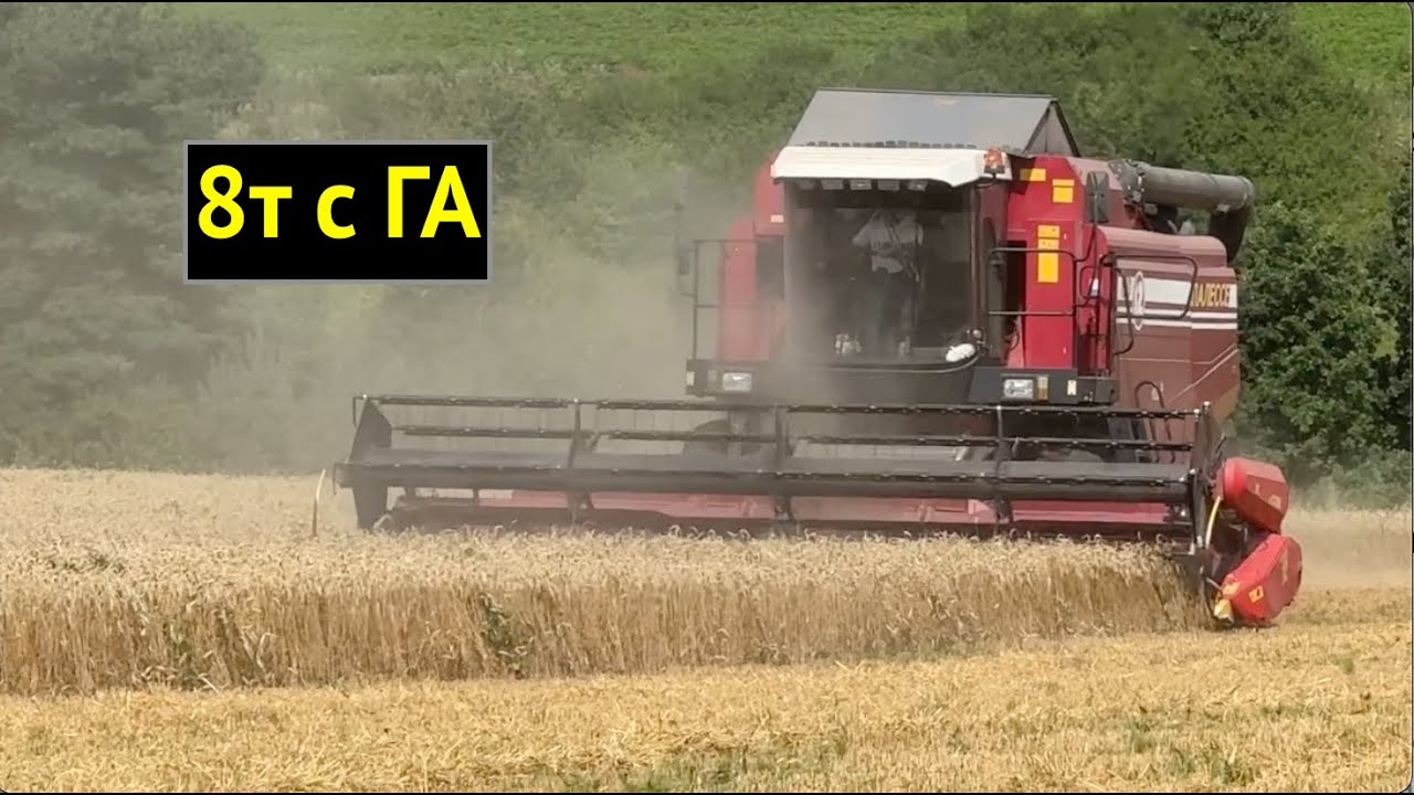РЕКОРД УРОЖАЯ ПЩЕНИЦЫ!!